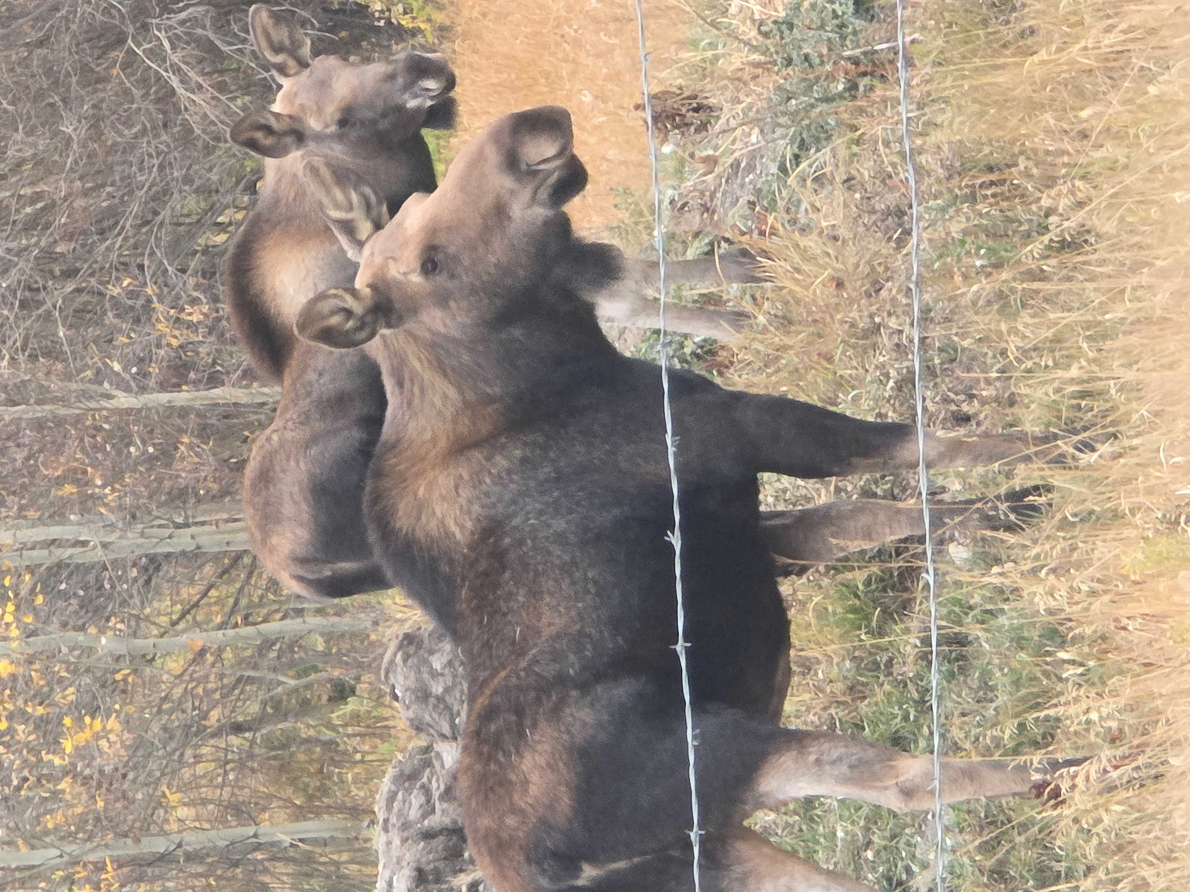 D & D Redoubt Family